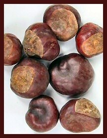 Орех Конского Каштана (Buckeye) - фото 5862