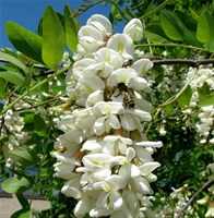Акация (acacia)