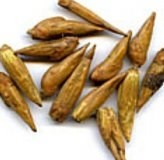 Бальзам Гилеада (Populus candicans)