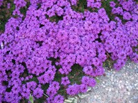 Вербена (vervain blu)