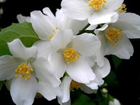 Жасмин (Jasminium odoratissimum)