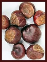 Орех Конского Каштана (Buckeye)