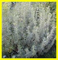 Полынь (Wormwood)
