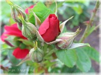 Роза (Rosa centifolia)
