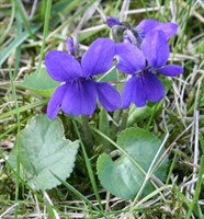 Фиалка (Blue Violet)