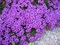 Вербена (vervain blu) - фото 5842