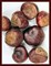 Орех Конского Каштана (Buckeye) - фото 5862