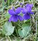 Фиалка (Blue Violet) - фото 5874